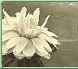 Flower of the Regia